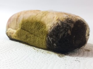 Expired bun with black and green mold
