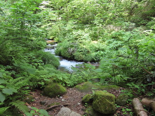 緑の植物の葉が生えた中を流れるきれいな川の水