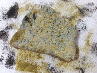 Expired bread covered with mold