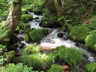 緑の植物の葉が生えた中を流れるきれいな川の水