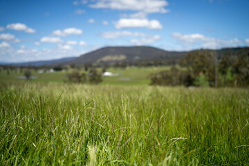 regenerative organic farmer, taking grass tissue samples and looking at plant growth in a farm....