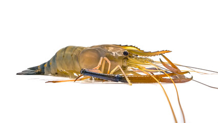 Fresh river prawns isolated on white background. Big freshwater prawns. River prawns for cooking.
