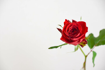 赤い薔薇