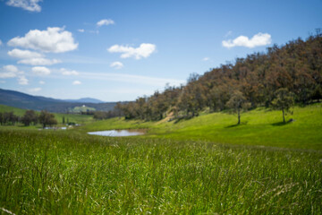 Green Pasture crop farm practicing Sustainable agriculture the Future of Regenerative Farming in Australia. Showcasing Healthy Land Management, Environmental Stewardship, and Thriving Rural Landscapes