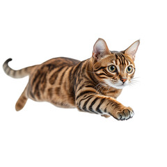 Adorable young British Shorthair cat, a cute domestic feline, sits isolated on white for a beautiful portrait
