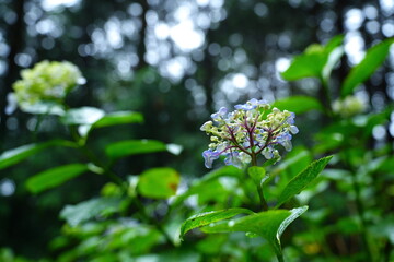 雨が降る森の中で咲き始めた青いガクアジサイ
