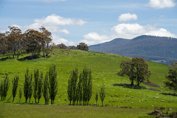 Flock of Sheep Graze on a Lush Green Hillside in Rural Australia. Highlighting Sustainable Pasture...