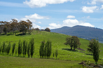 Flock of Sheep Graze on a Lush Green Hillside in Rural Australia. Highlighting Sustainable Pasture...