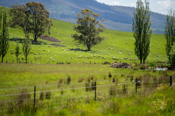 Green Pasture crop farm practicing Sustainable agriculture the Future of Regenerative Farming in...