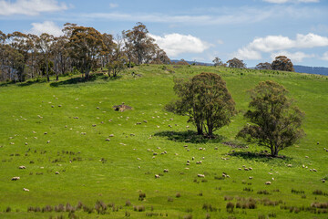 Flock of Sheep Graze on a Lush Green Hillside in Rural Australia. Highlighting Sustainable Pasture...