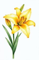 Obraz premium Watercolor illustration of blooming yellow daylily flower. Green leaves, stem, buds on white background. Floral art design for prints, cards, decor. Botanical nature study of lilly flower.