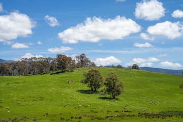 Flock of Sheep Graze on a Lush Green Hillside in Rural Australia. Highlighting Sustainable Pasture...