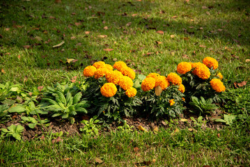 Orange marigold flower blooms in a large organic flowerbed
