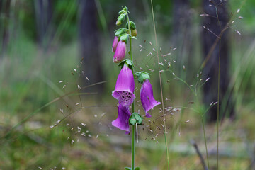Stunningly Beautiful Purple Foxglove Blossoms Flourishing in the Great Outdoors of Nature