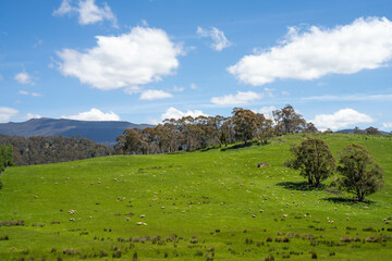 Flock of Sheep Graze on a Lush Green Hillside in Rural Australia. Highlighting Sustainable Pasture...
