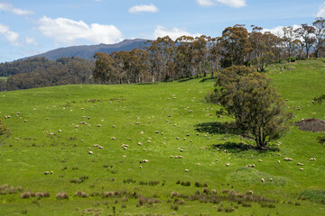 Flock of Sheep Graze on a Lush Green Hillside in Rural Australia. Highlighting Sustainable Pasture...