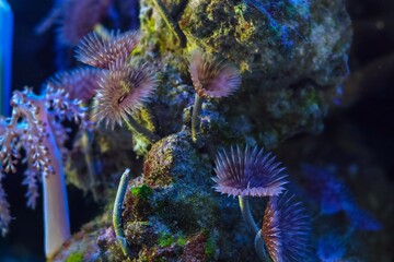 feather duster worm colony move tentacle in circular current and hunt for food, live rock aquascape, vulnerable demanding pet for nano reef marine aquarium, LED blue low light, popular aquarist hobby