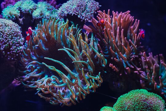 Entacmaea quadricolor, green fluorescent bubble tip anemone animal hunt for plankton food and protect Amphiprion ocellaris, live rock reef marine aquascape, popular aquarist hobby, underwater wildlife