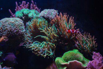 Entacmaea quadricolor, hardy fluorescent bubble tip anemone animal hunt for plankton food and...