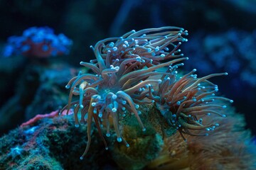 solitary torch coral move tentacle, fluorescent soft coral open mouth on frag plug, reef marine aquarium, live rock mariculture aquascape, LED blue light, wave maker laminar flow, dark background