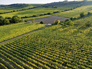 View over the green vineyards near Oppenheim in sunny weather, drone shot in summer