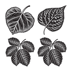 Obraz premium silhouette of black and white leaves set bundle on the white background