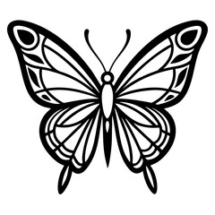 butterfly vector illustration
