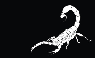 white scorpion raising its tail on black background