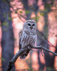 Male Barred Owl at sunset