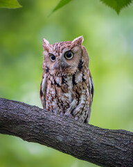 Male Red-morph Eastern Screech Owl