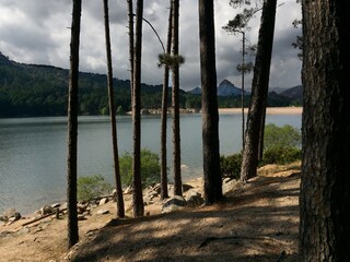 Forêt de pins au bord d'un lac de montagne en Corse