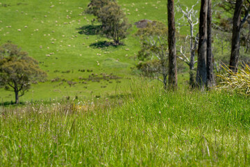 Flock of Sheep Graze on a Lush Green Hillside in Rural Australia. Highlighting Sustainable Pasture...