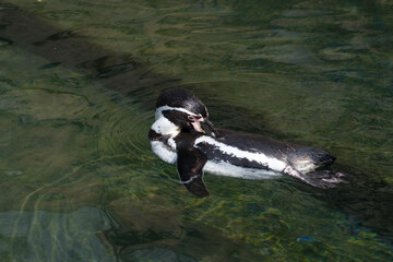 Close-up of a Humboldt penguin swimming