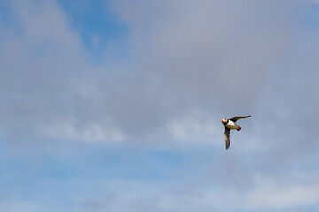 Atlantic puffin flying near the isle of May in Scotland. The puffins breed on the isle of May, a small island in the Firth of Forth.	