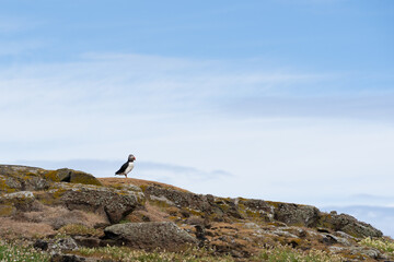 Atlantic puffin on the isle of May in Scotland. The puffins breed on the isle of May, a small...