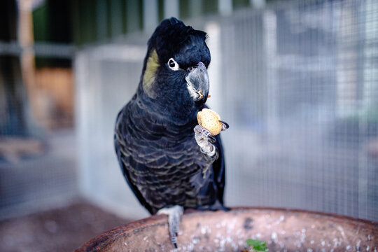 Black cockatoo perched on a terracotta birdbath eating a nut.