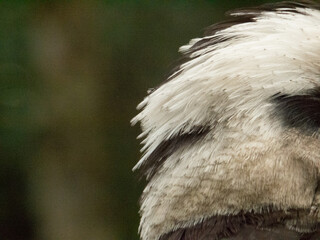 Close-up of back of kookaburra head with crest feathers