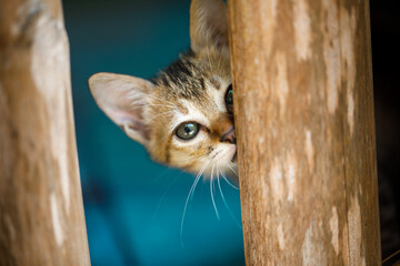 Closeup of curious kitten peeking through wooden fence in natural light