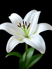 Fototapeta premium Majestic white lily with captivating details against a dark backdrop