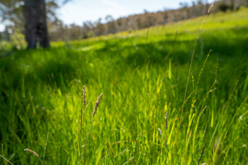 Flock of Sheep Graze on a Lush Green Hillside in Rural Australia. Highlighting Sustainable Pasture Management, Merino sheep, grazing and eating grass in New zealand and Australia