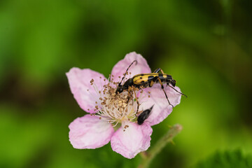 A little bee is diligently busy pollinating a beautiful pink flower in natures marvelous wonders