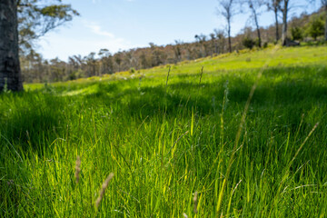 Flock of Sheep Graze on a Lush Green Hillside in Rural Australia. Highlighting Sustainable Pasture...