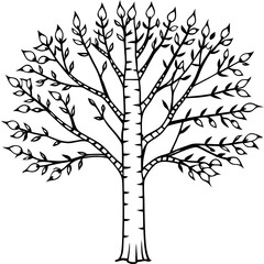 Birch line art vector