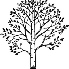 Fototapeta premium Birch line art vector