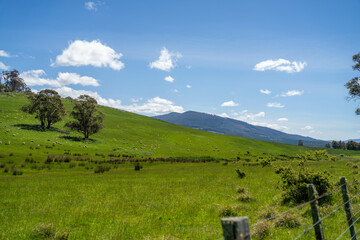 Flock of Sheep Graze on a Lush Green Hillside in Rural Australia. Highlighting Sustainable Pasture...
