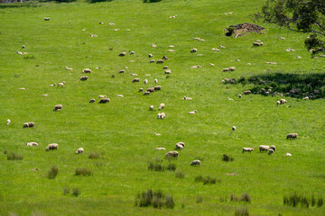 Flock of Sheep Graze on a Lush Green Hillside in Rural Australia. Highlighting Sustainable Pasture Management, Merino sheep, grazing and eating grass in New zealand and Australia