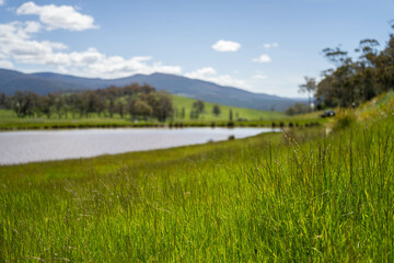 Green Pasture crop farm practicing Sustainable agriculture the Future of Regenerative Farming in Australia. Showcasing Healthy Land Management, Environmental Stewardship, and Thriving Rural Landscapes