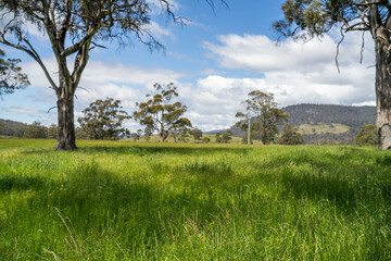 Green Pasture crop farm practicing Sustainable agriculture the Future of Regenerative Farming in Australia. Showcasing Healthy Land Management, Environmental Stewardship, and Thriving Rural Landscapes
