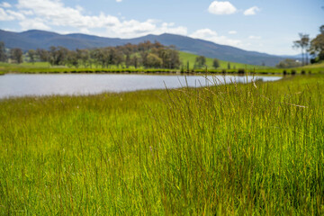 Green Pasture crop farm practicing Sustainable agriculture the Future of Regenerative Farming in...