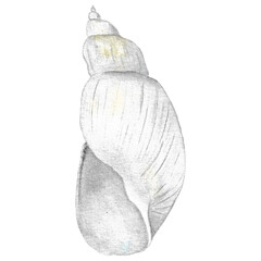 Hand-painted watercolor seashell in gray and white. Clipart for marine design of postcards, fabrics, packaging, logos